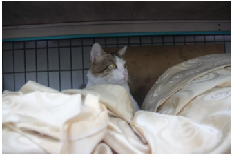 ob�羺��(�й���)���Ӿ���ƽ̨