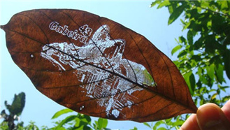 ��Ҷ�����Կ�,��Ҷ�����Կ�,Ҷ�Ӽ����