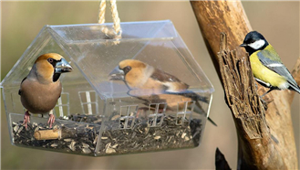 �ǽ����弤���и���������������޽����������������޽������֮ܰ��