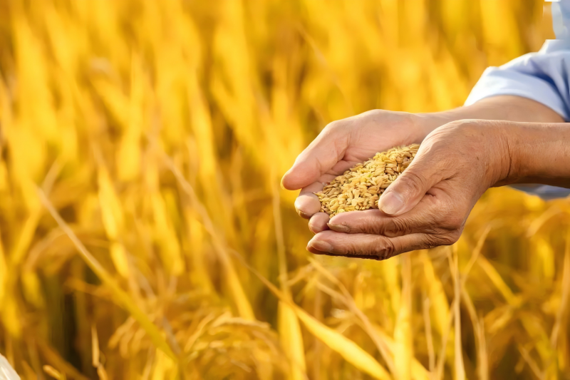 ob电竞·(中国游)电子竞技平台