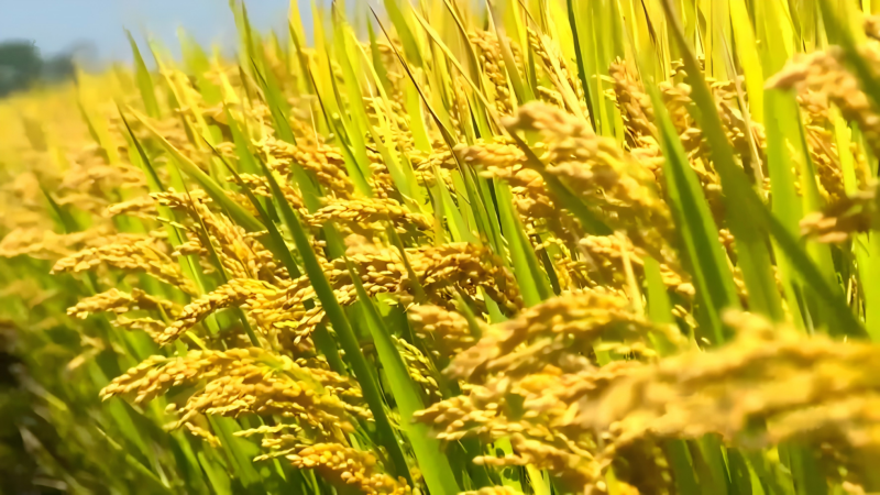 ob电竞·(中国游)电子竞技平台